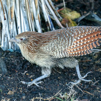 Pheasant Coucal